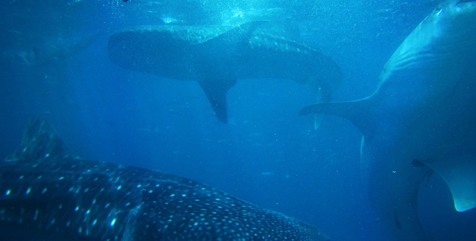 Photo by Jake Gaviola on Unsplash