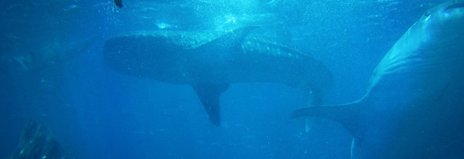 Photo by Jake Gaviola on Unsplash