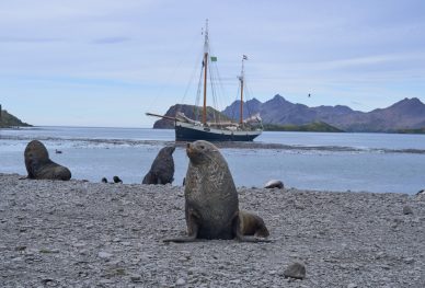 Furseal and tecla at Stromness Tecla tall ship sailing voyages