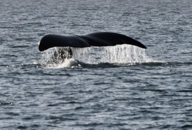humpback tail Tecla