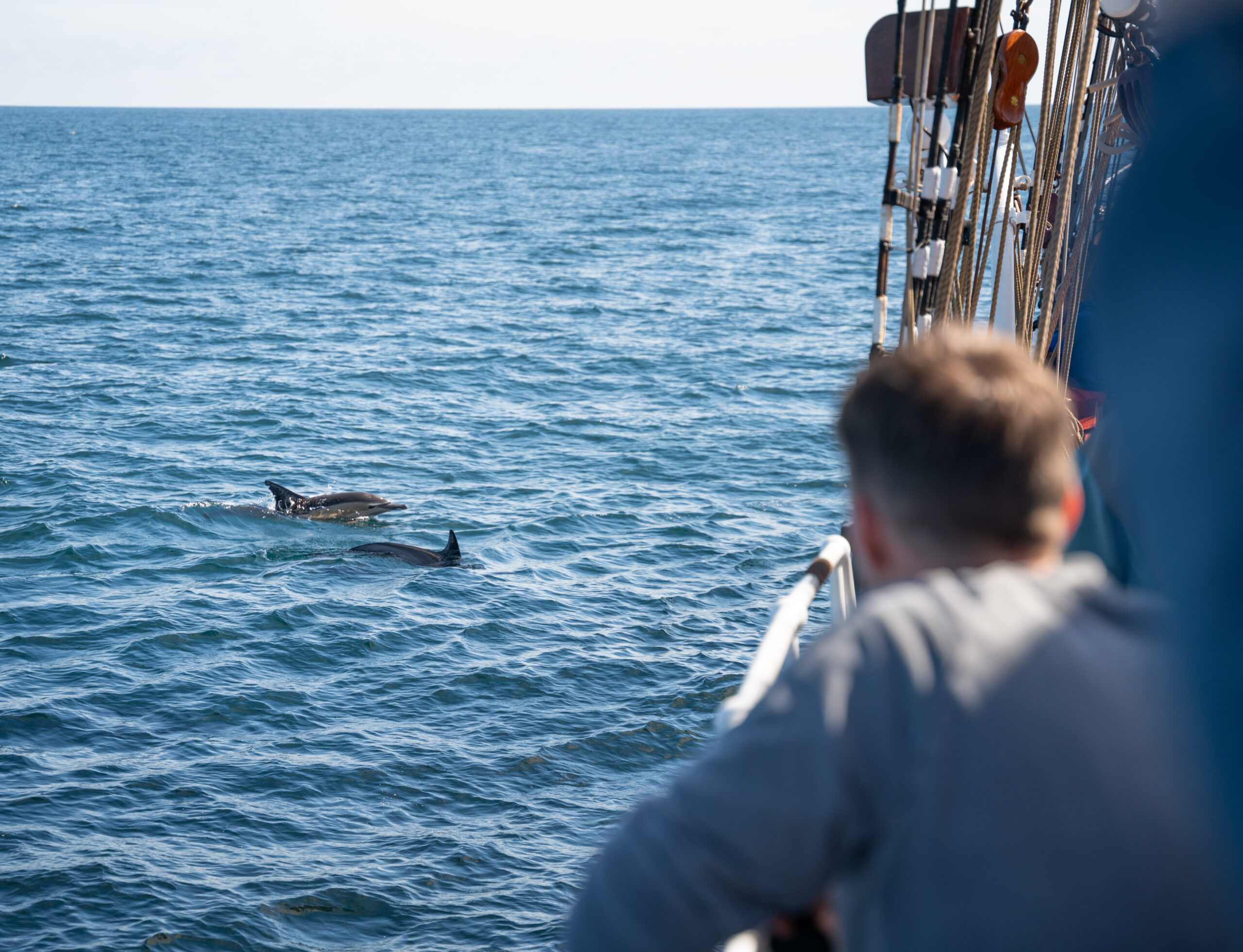 two dolphins play in the water a little way from the ship
