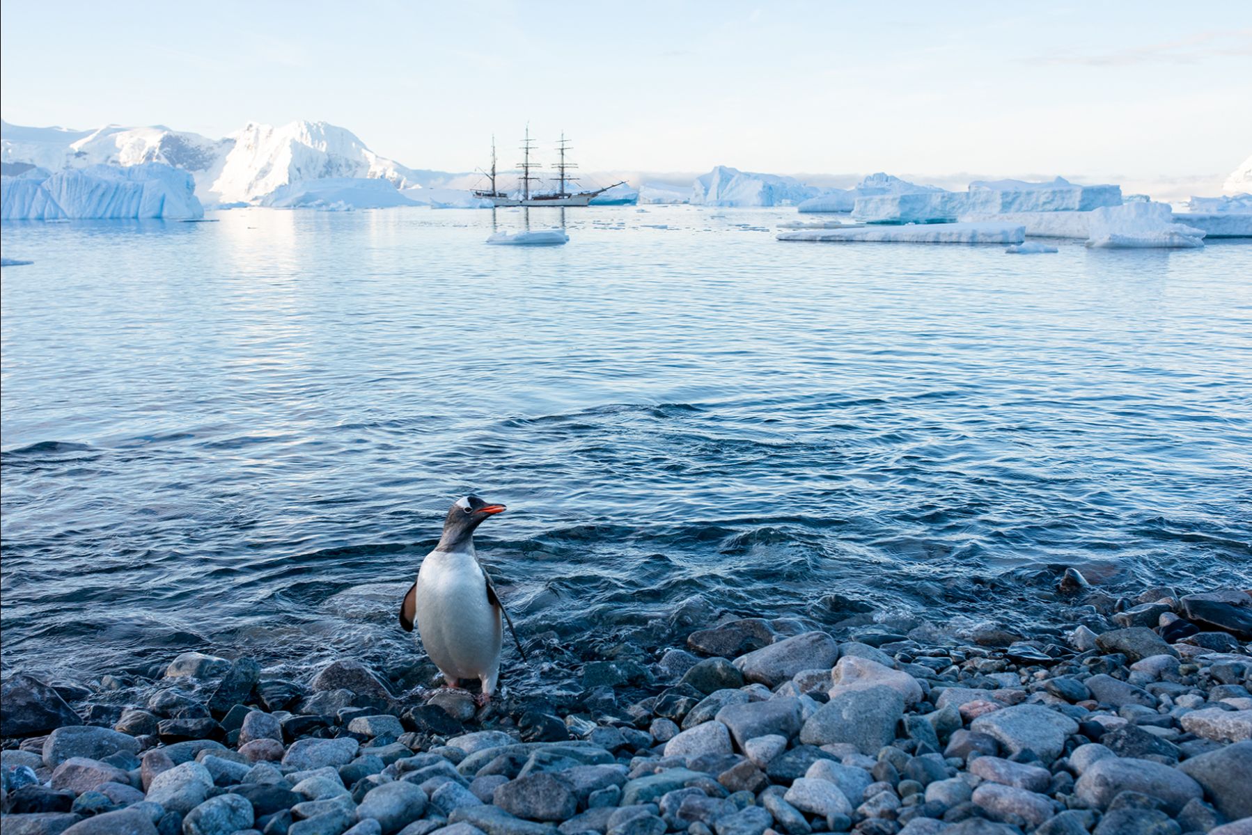 Bark Europa_Sarah Gerats_1(1) (2)