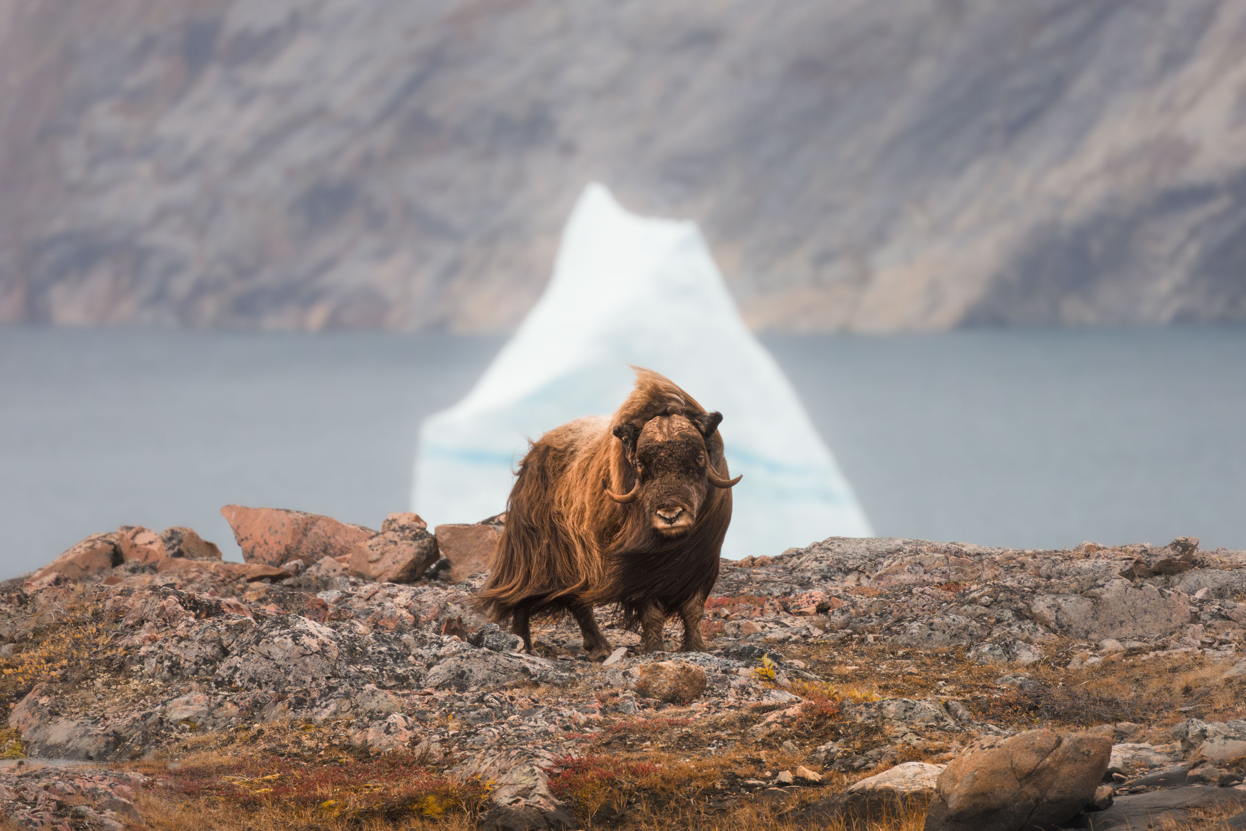 Svalbard Expedition-1-1-3 Great Expedition Company (27)